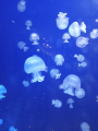 IMG-20240618-WA0033.jpg